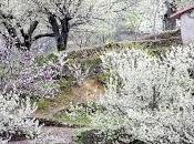 Valle Jerte calienta motores para cerezo flor