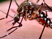 Zika, nuevo quebradero cabeza para embarazadas