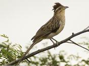 Crespín (Striped Cuckoo) Tapera naevia