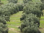 Curso sobre cubiertas vegetales olivar, protección mejora cultivo.