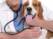 Cómo tratar diarrea perros Aspectos importantes