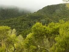 brezos gigantes Gomera