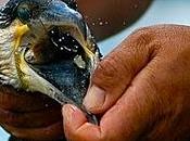 ¿Una pesca milagrosa?