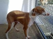 LLUVIA abandonada puerta refugio.