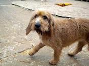 Tano pipa robados albergue sahagun