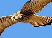 Cernícalo primilla Lesser Kestrel (Falco naumanni)