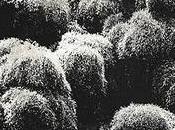 blaze colour against dark trees beyond