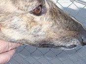 DUQUE SERÁ MAS, Gran Familia, Sevilla