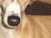 GALA galguita invisible... Necesita hogar