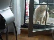 Goku fuera perrera!!!!!!