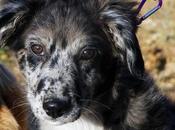 Ciudad real: cris, cachorrita meses abandonada bajo lluvia