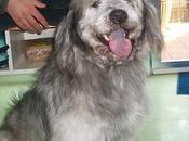 Grey, simpático peludete sigue esperando (Murcia)