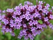 Verbena combate fiebre,inflamacion garganta boca