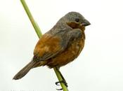 Capuchino castaño (Rufous-rumped Seedeater) Sporophila hypochroma