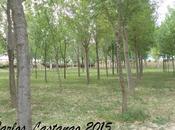 Arboledas bosques