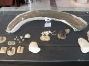 Laboratorio Paleontología UASLP exhibe colmillo mamut