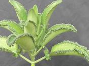 Kalanchoe, potente planta antitumoral