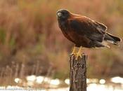 Aguilucho común Red-backed Hawk) Geranoaetus polyosoma