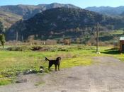 Proaza Santo Adriano perro