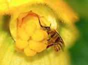 Composición polen Composition pollen.