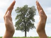 importancia árbol. blog ecologista