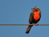 Loica común (Long-tailed Meadowlark) Sturnella loyca