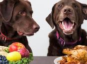 Conoce cada detalle sobre Comidas caseras para perros