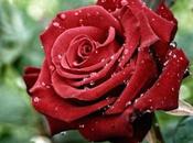 Cómo cultivar rosas