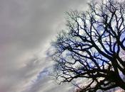 roble