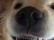 Conoce perrito brackets.