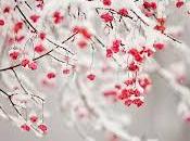 hadas nieve