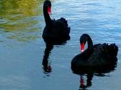 Cisne negro/black swan