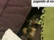 Estamos Agustito CXX. Jugando Escondite #funny