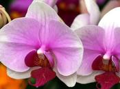 Semillas orquídeas