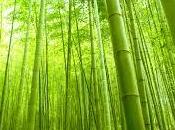 Interesantes interpretaciones soñar bambú.