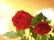 rosas luminosas