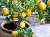 Cultivar limonero maceta