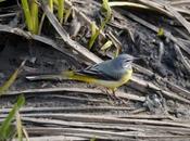 Lavandera cascadeña