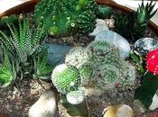 Flor cactus