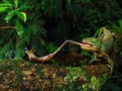 Camaleón caza insectos lengua para impresionar hembras