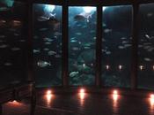 Nuestro paso #AquariumFinisterrae