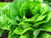 Como obtener semillas Lechuga