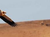 Extinción aves isla Tenerife