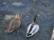 vida sentimental patos