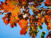 Roble rojo
