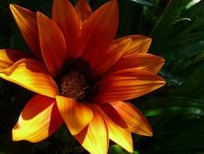 Gazania