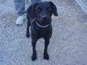 ayuda terminará perrera, puede hacer