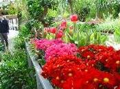 Cinco consejos para comprar plantas