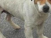 Cruce jack russell enfermo bretoncito calle durmiendo bajo coches-cadiz