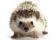 Justice Hedgehogs Ronald Dworkin.